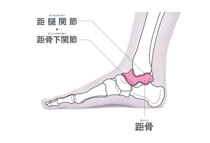 足首の要・距骨のインナーケアで脚＆足の蓄積ゆがみを整える！