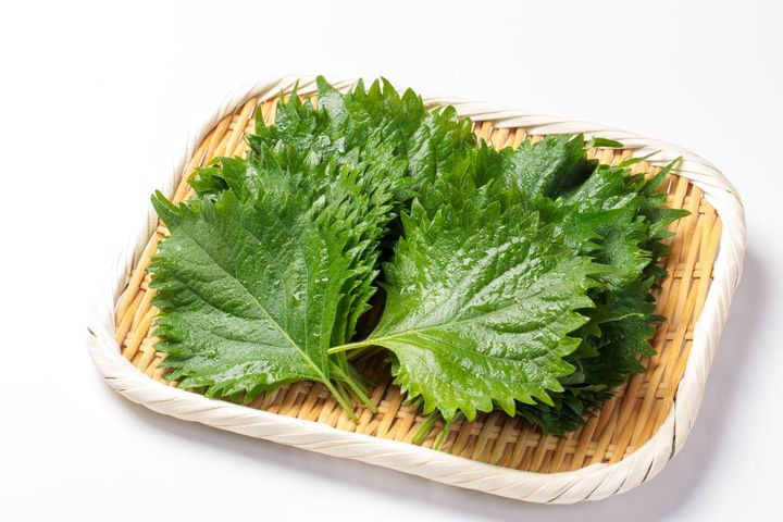 大葉を長持ちさせる保存方法とは？