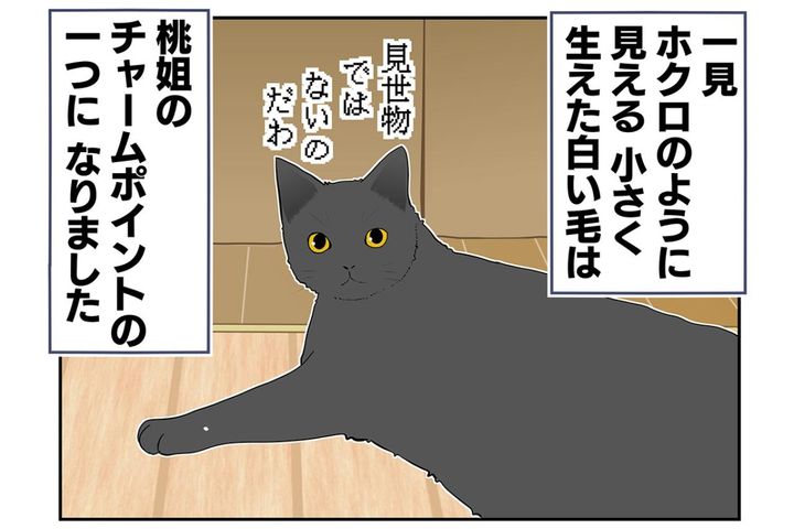 【マンガ・老猫日誌＃29】年をとってもかわらないもの…18歳の元保護猫・桃姐