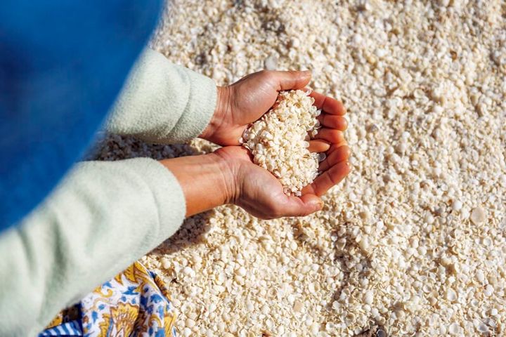 【Day 05】世界遺産シャークベイのシェルビーチ