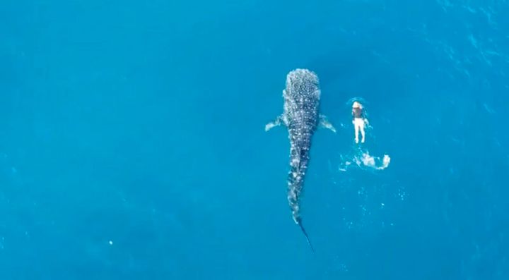 ジンベエザメと泳ぐ夢が叶った！