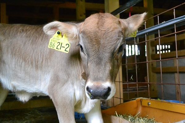 【福島県】酪農業の課題解決に向け、希少なミルクを活用したチーズ・ヨーグルトづくりに挑戦！