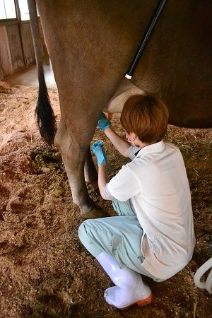 【福島県】酪農業の課題解決に向け、希少なミルクを活用したチーズ・ヨーグルトづくりに挑戦！