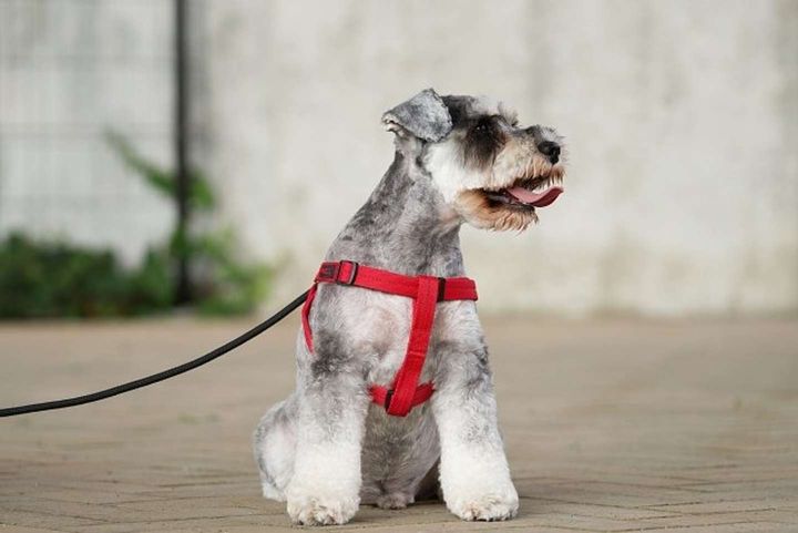 お散歩中もご安全に！（写真はPhotoAC）