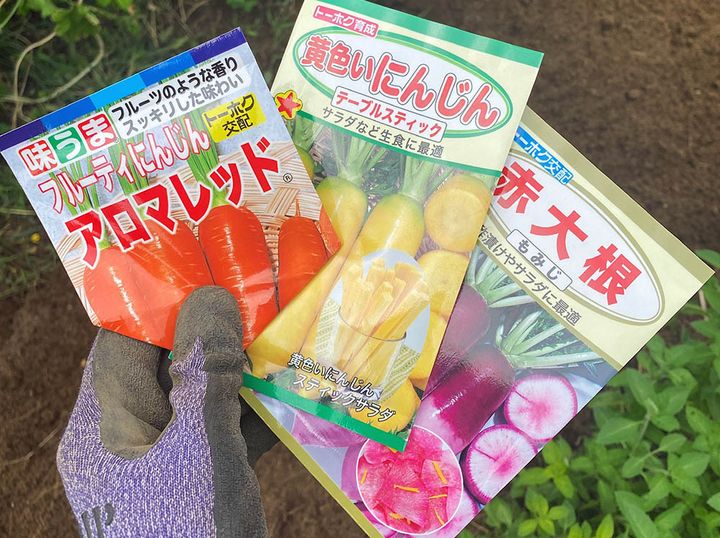 ニンジンの種子