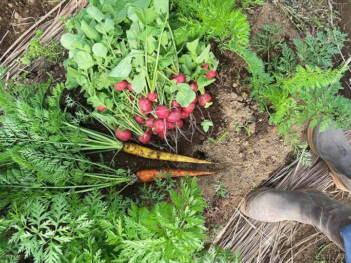 ニンジン栽培