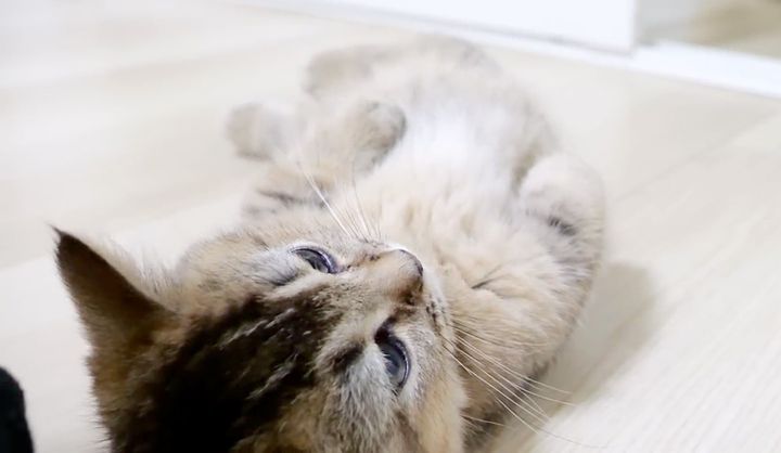 ウトウトする子猫