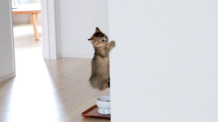 ミッションインポッシブルな子猫