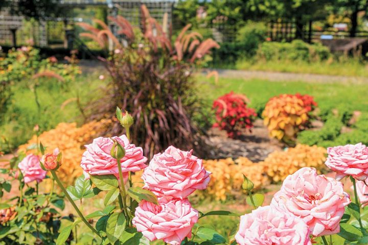 写真／ピクスタ