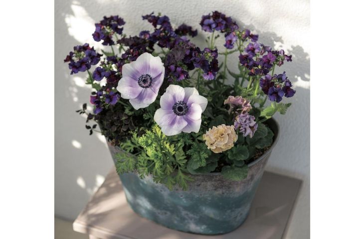 ニュアンスカラーの花を春まで楽しむ「アネモネ＆パンジー・ビオラ」の寄せ植え【ガーデニング】