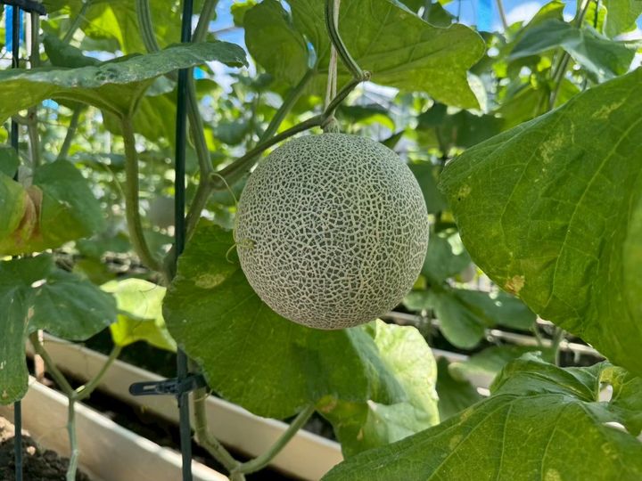 「さとう温泉メロン」の品種はマスクメロン。公式ホームページやふるさと納税でも購入できる。