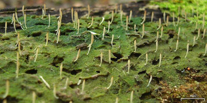 地衣類の一種であるシラウオタケ。