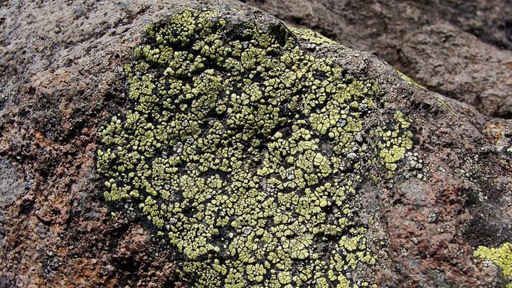 菌類たちは植物よりも先に上陸し地ならししていた