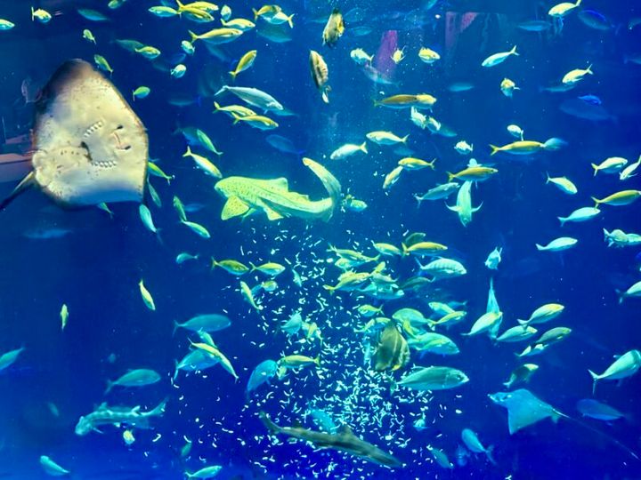 四国水族館 綿津見（わたつみ）の景
