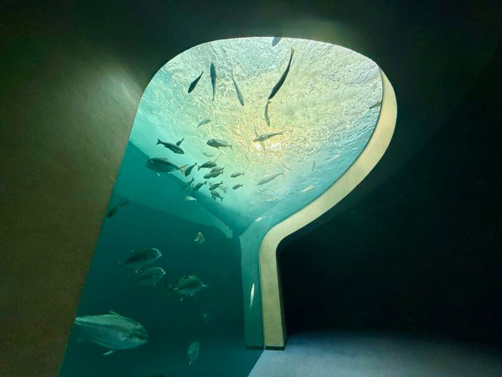 四国水族館 渦潮の景