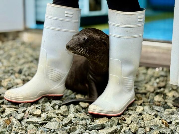 四国水族館 アシカの赤ちゃん