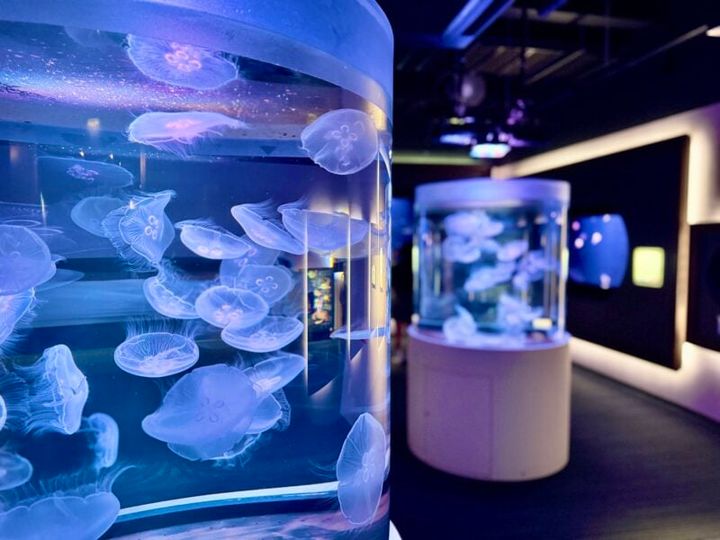 四国水族館 ペンギン