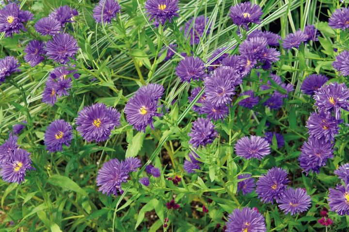 10月11日の花とは？【366日の誕生花と幸せの花言葉】