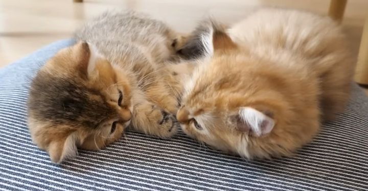 添い寝する子猫