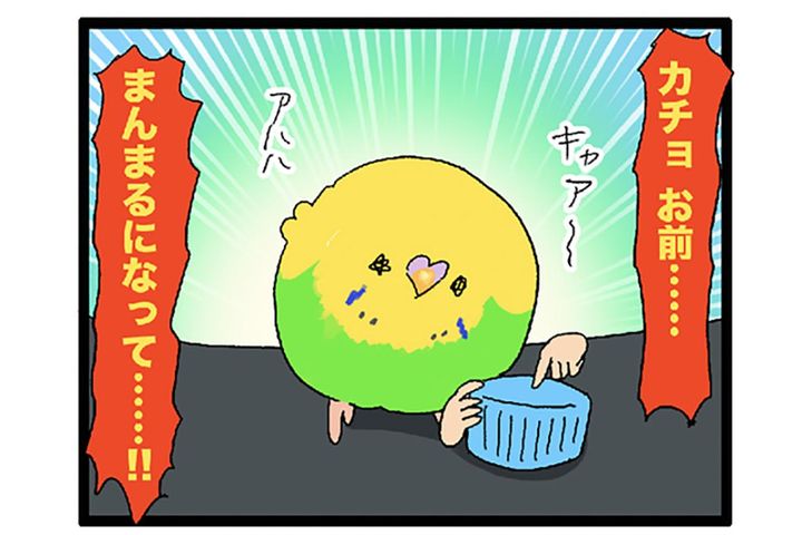 スマホ占拠にふくらみ姿も！インコ・カチョリエルのほっこり毎日【鳥マンガ #131】