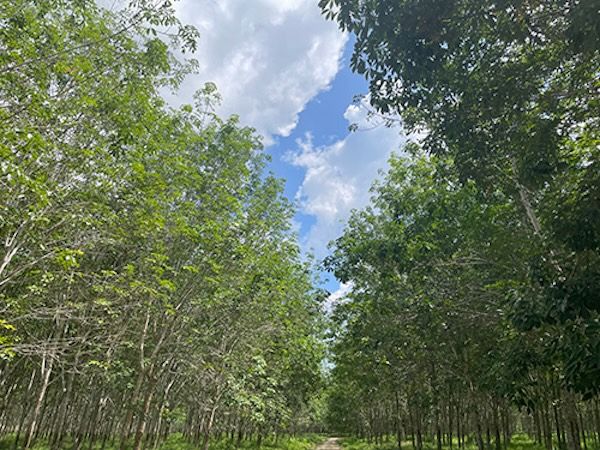 正しい姿勢で座れる子ども用「すくすくローチェア」リニューアル。成長に合わせて調節できる！