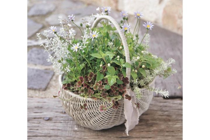 おしゃれな【秋の寄せ植え】2選。インスタで話題の「Chels Green」がセンスよく見せるポイントを伝授