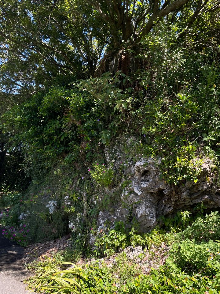 中部・読谷村付近を散歩中の風景。
