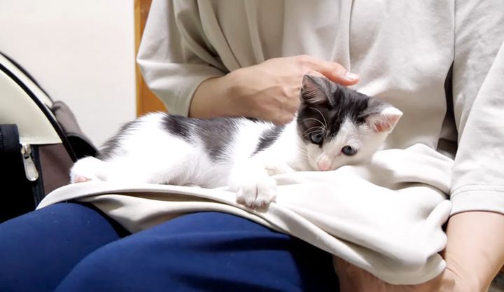 膝の上で遊ぶ子猫