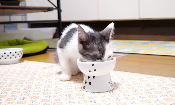 ご飯を食べる子猫