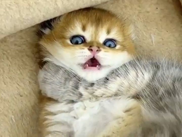 子猫はこの表情である