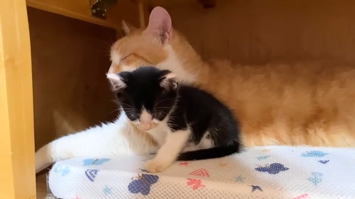 先住猫に寄り添う子猫