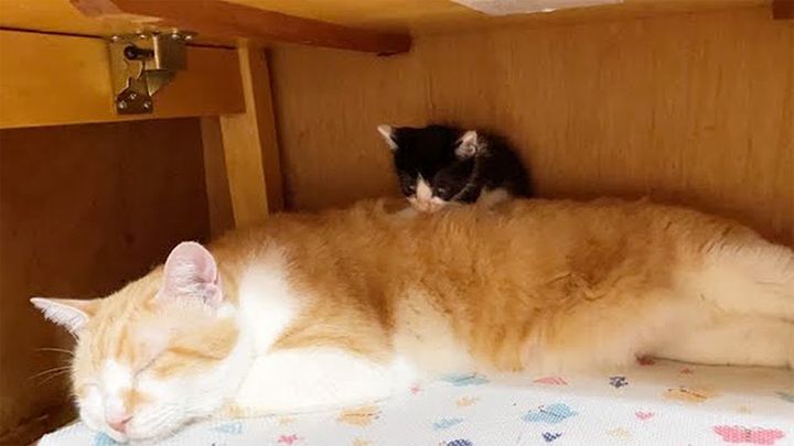 背中に座る子猫