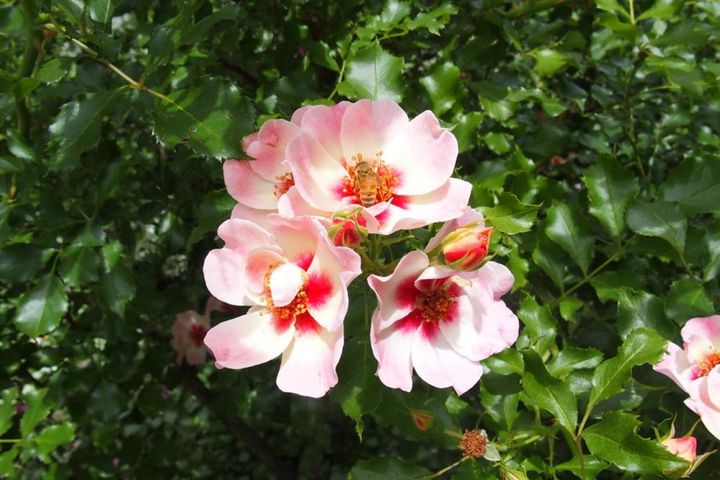 バビロンシリーズは弁底にブロッチと言われる斑紋が入ることで知られます。こちらは淡いオレンジピンクの‘エリドゥ バビロン’。（筆者撮影）