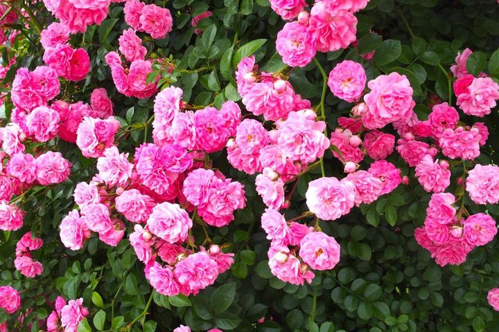 意外と知らない！ガーデニング向け小輪ポンポン咲き＆一重咲きバラの選び方と楽しみ方