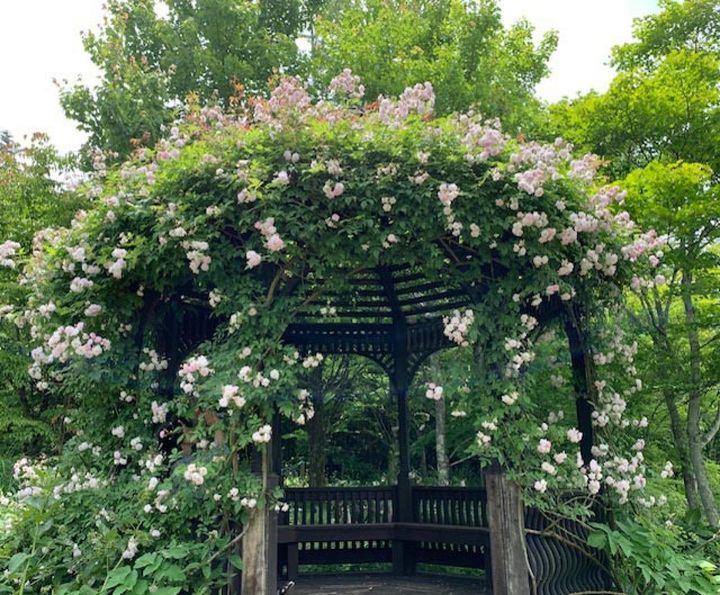 ポールズ ヒマランムスクを誘引した、軽井沢レイクガーデンのドーム。伸長力旺盛で大型のパーゴラやバラのドームに向きます。（筆者撮影）