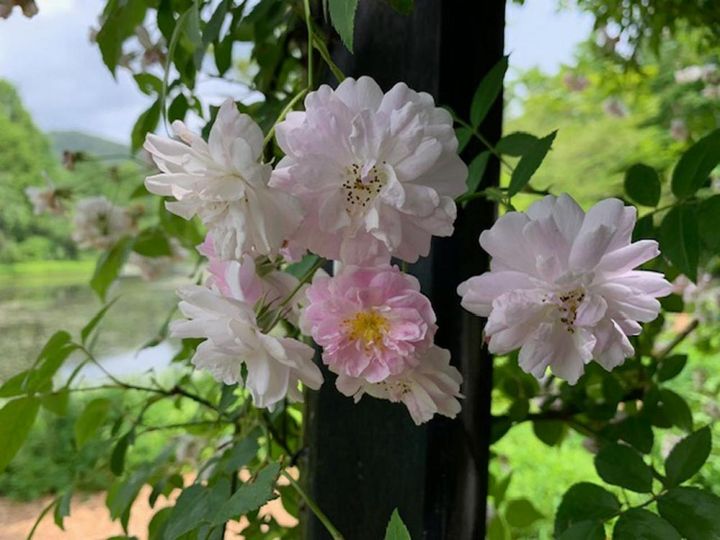 桜色の小輪のつるバラ、‘ポールズ ヒマランムスク’。花径3～4㎝で、気温によってはポンポン咲きのようになることもあります。（筆者撮影）