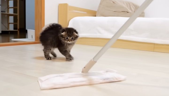モップに向かって行く子猫