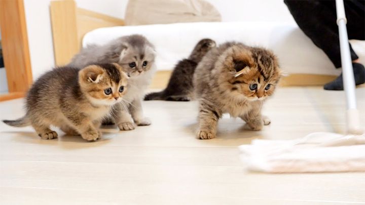 モップに向かって行く子猫達