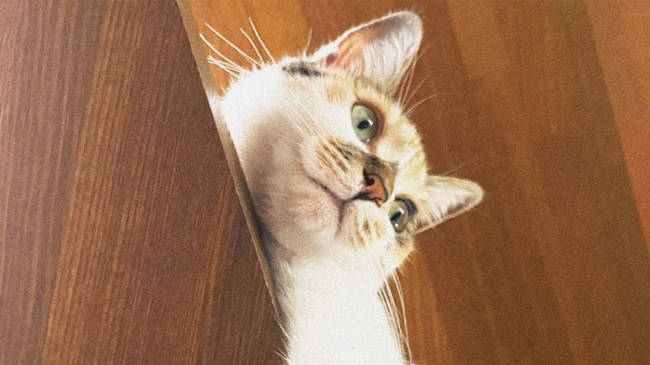 一乗ひかるの愛猫、ねんねん