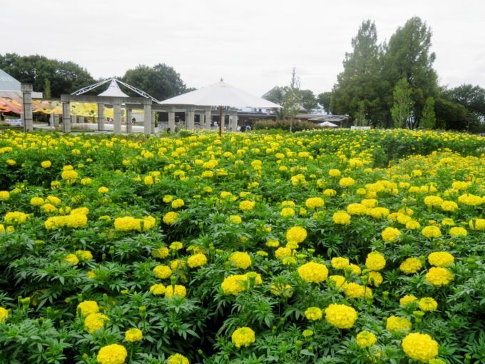 季節ごとに咲く花が変わるメインフラワーガーデン