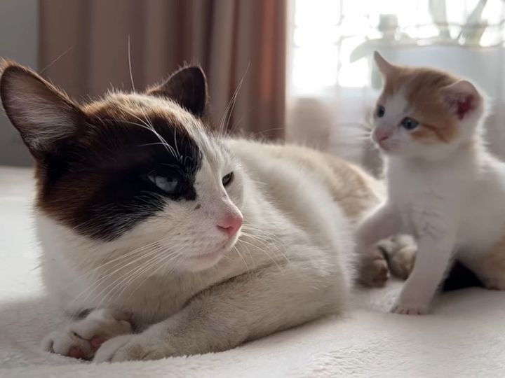 休みたそうなパパ猫に対し、子猫は？