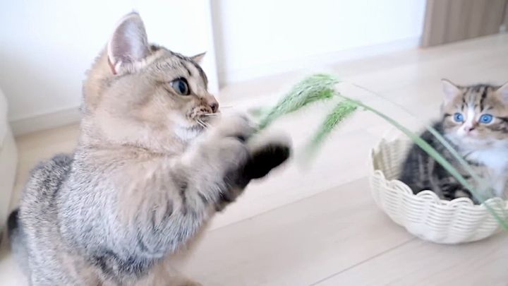 猫じゃらしで遊ぶ子猫