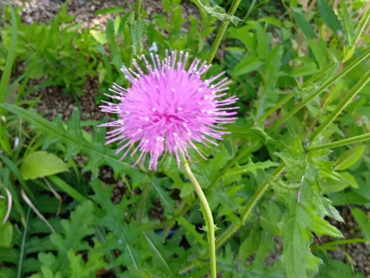 万博閉幕直前！歩いて出会える“顔のない人魚”像？アート＆植物（森＆大屋根リング）の魅力を総まとめ！