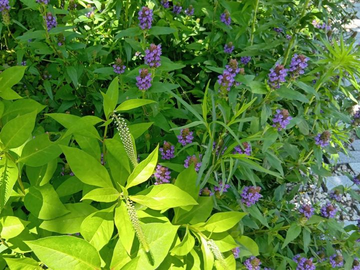 万博閉幕直前！歩いて出会える“顔のない人魚”像？アート＆植物（森＆大屋根リング）の魅力を総まとめ！