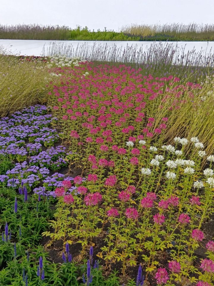 万博閉幕直前！歩いて出会える“顔のない人魚”像？アート＆植物（森＆大屋根リング）の魅力を総まとめ！