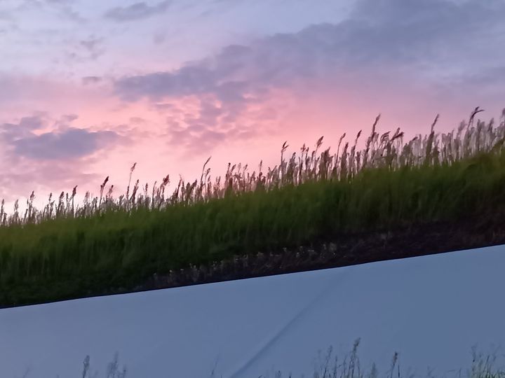 万博閉幕直前！歩いて出会える“顔のない人魚”像？アート＆植物（森＆大屋根リング）の魅力を総まとめ！