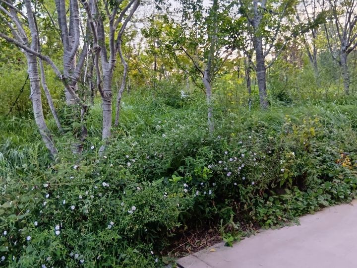 静けさの森では、アートも楽しめます！