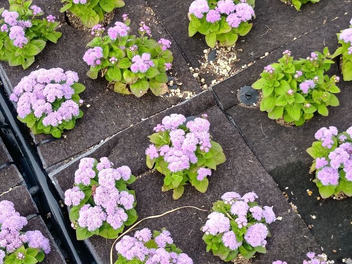 万博閉幕直前！歩いて出会える“顔のない人魚”像？アート＆植物（森＆大屋根リング）の魅力を総まとめ！