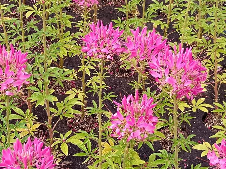 万博閉幕直前！歩いて出会える“顔のない人魚”像？アート＆植物（森＆大屋根リング）の魅力を総まとめ！