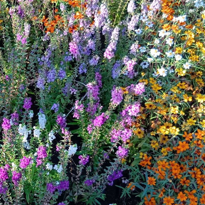 万博閉幕直前！歩いて出会える“顔のない人魚”像？アート＆植物（森＆大屋根リング）の魅力を総まとめ！